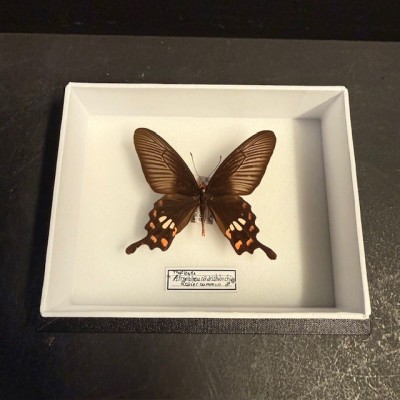 Common Rose butterfly - Pachliopta aristolochiae - Entomological box