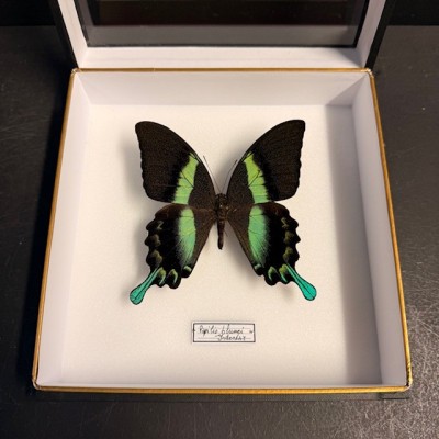 Entomologic box - Peacock swallowtail butterfly - Papilio Blumei