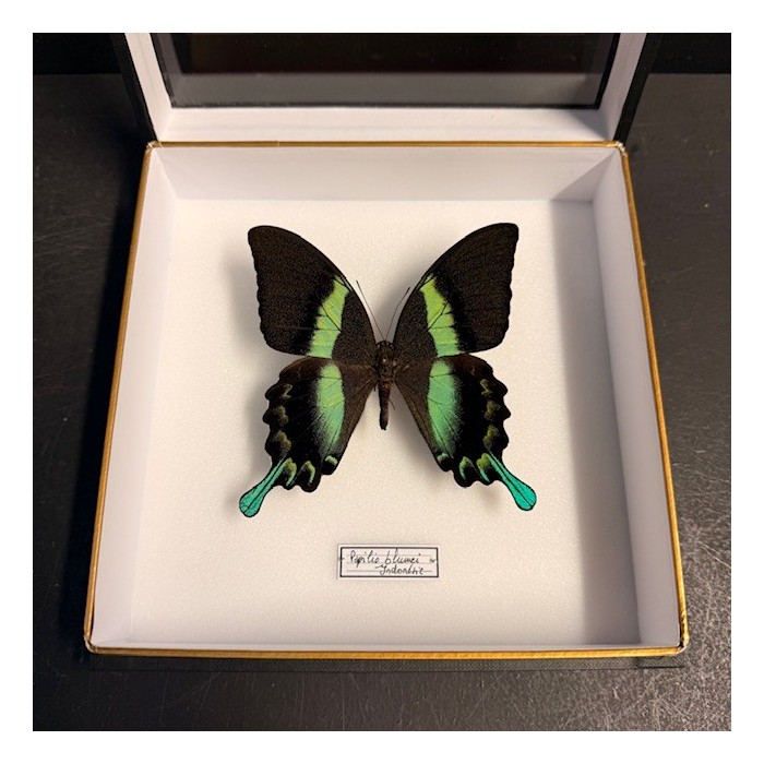 Entomologic box - Peacock swallowtail butterfly - Papilio Blumei