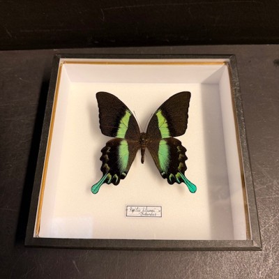 Papillon Papilio Blumei - Boîte entomologique reliée