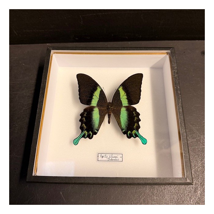 Entomologic box - Peacock swallowtail butterfly - Papilio Blumei