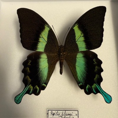 Entomologic box - Peacock swallowtail butterfly - Papilio Blumei