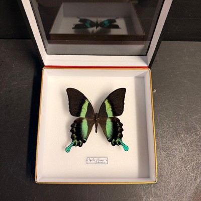 Entomologic box - Peacock swallowtail butterfly - Papilio Blumei