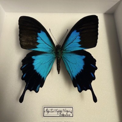 Entomologic box - Papilio Ulysses telegonus Butterfly