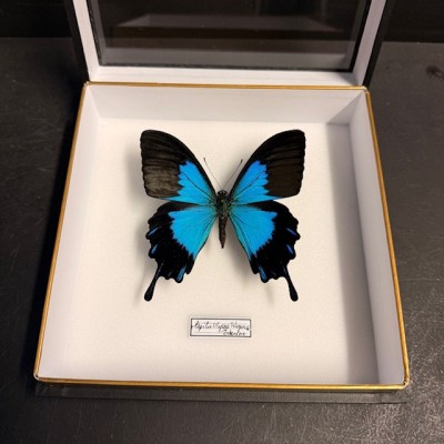 Entomologic box - Papilio Ulysses telegonus Butterfly