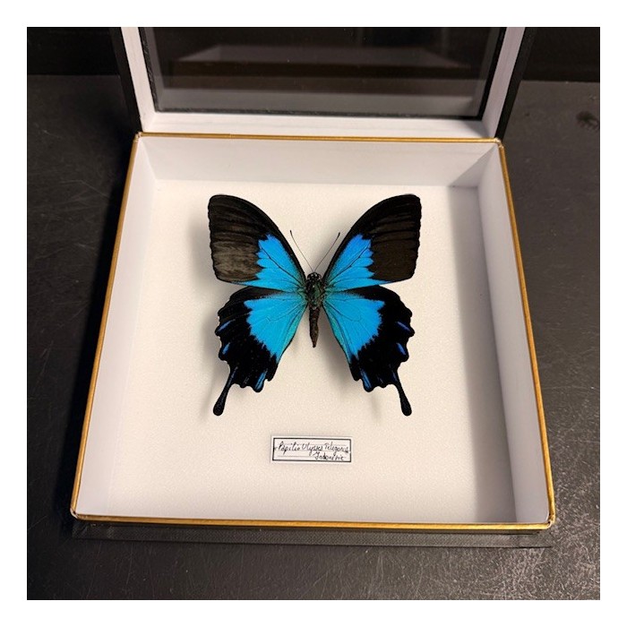 Entomologic box - Papilio Ulysses telegonus Butterfly