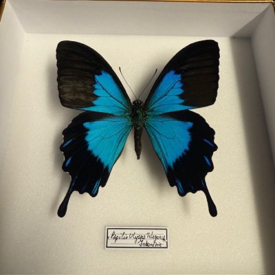 Entomologic box - Papilio Ulysses telegonus Butterfly