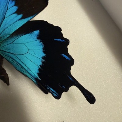 Papillon Papilio Ulysses telegonus - Boîte entomologique reliée