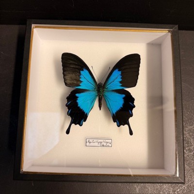 Entomologic box - Papilio Ulysses telegonus Butterfly