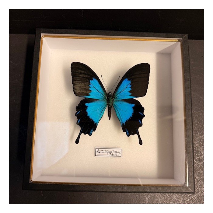 Papillon Papilio Ulysses telegonus - Boîte entomologique reliée