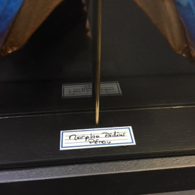 Cadre Entomologique Transparent Morpho Didius