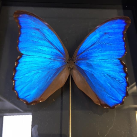 Entomological Transparent Frame: Morpho Didius
