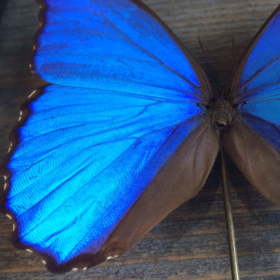Cadre Entomologique Transparent Morpho Didius