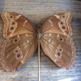 Entomological Transparent Frame: Morpho Didius