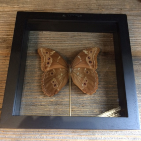 Entomological Transparent Frame: Morpho Didius