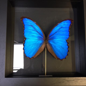 Cadre Entomologique Transparent Morpho Didius