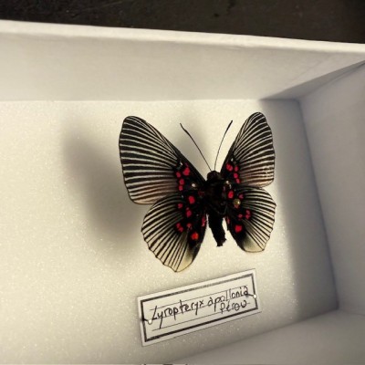 Entomological Box - Lyropteryx apollonia butterfly