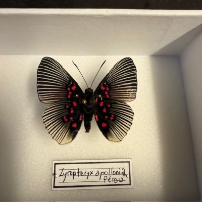 Boite entomologique - Papillon Lyropteryx apollonia