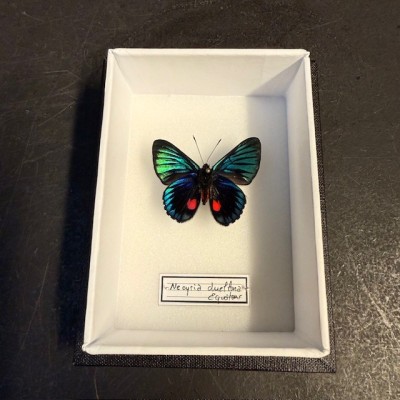 Entomological Box - Male Catonephele orites butterfly