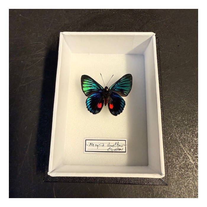 Entomological Box - Male Catonephele orites butterfly