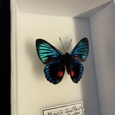 Entomological Box - Male Catonephele orites butterfly