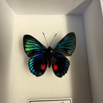 Entomological Box - Male Catonephele orites butterfly