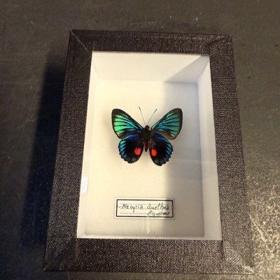 Entomological Box - Male Catonephele orites butterfly