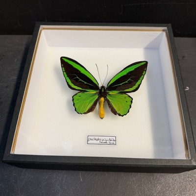 Papillon Ornithoptera Priamus Poséidon - Boîte entomologique reliée
