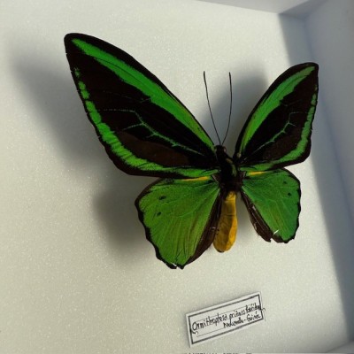 Ornithoptera Priamus Poseidon butterfly - Common Green Birdwing