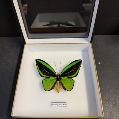 Papillon Ornithoptera Priamus Poséidon - Boîte entomologique reliée