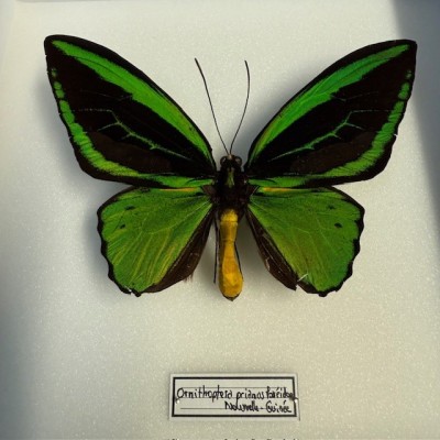 Ornithoptera Priamus Poseidon butterfly - Common Green Birdwing