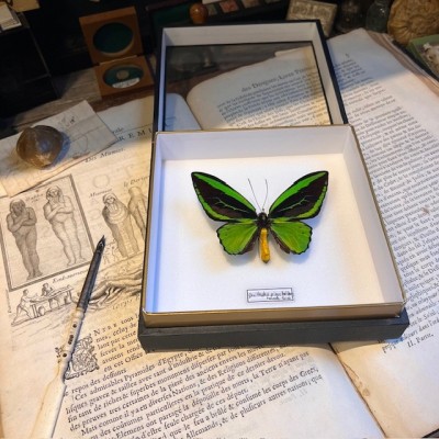 Ornithoptera Priamus Poseidon butterfly - Common Green Birdwing