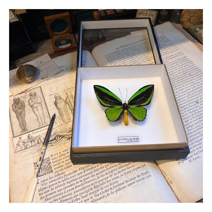 Ornithoptera Priamus Poseidon butterfly - Common Green Birdwing