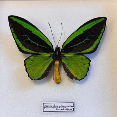 Papillon Ornithoptera Priamus Poséidon - Boîte entomologique reliée