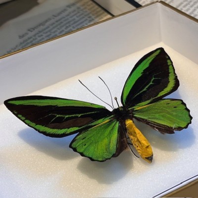 Ornithoptera Priamus Poseidon butterfly - Common Green Birdwing