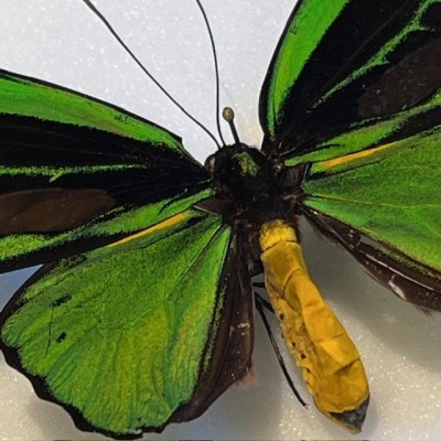 Ornithoptera Priamus Poseidon butterfly - Common Green Birdwing