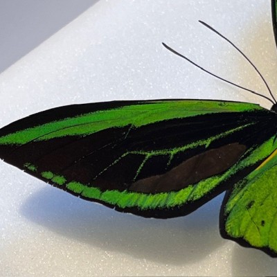 Papillon Ornithoptera Priamus Poséidon - Boîte entomologique reliée