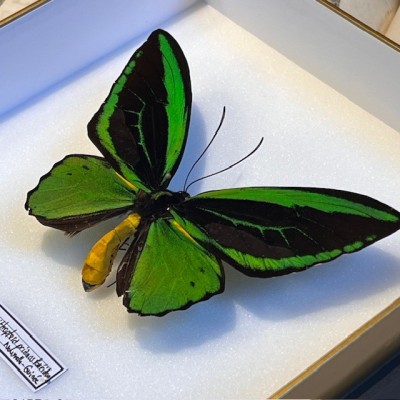 Papillon Ornithoptera Priamus Poséidon - Boîte entomologique reliée