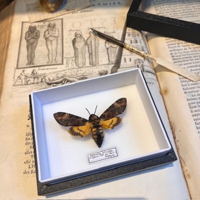 Entomological box- Acherontia atropos / Death’s head hawkmoth