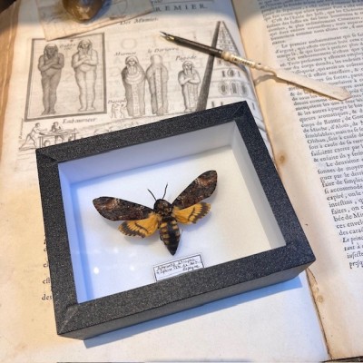 Entomological box- Acherontia atropos / Death’s head hawkmoth