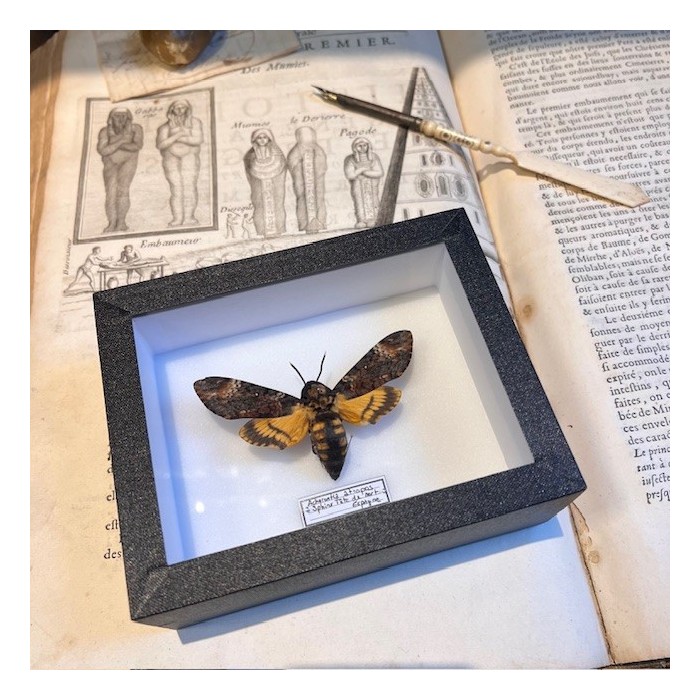 Entomological box- Acherontia atropos / Death’s head hawkmoth