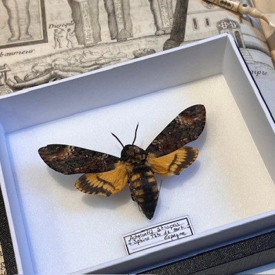 Sphinx tête de mort - Acherontia atropos - Boite entomologique