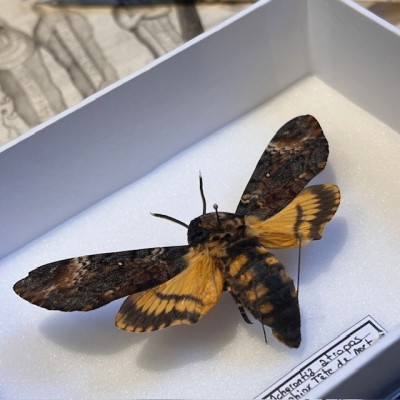 Entomological box- Acherontia atropos / Death’s head hawkmoth