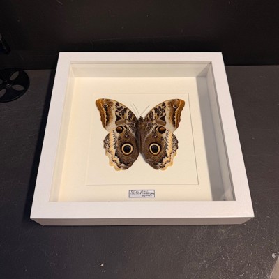 Papillon Hibou géant à bords jaunes - Caligo atreus -Cadre entomologie