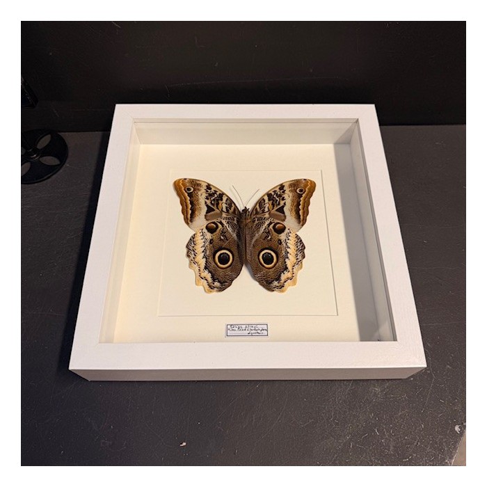 Yellow-edged giant owl butterfly - Caligo Atreus - Entomologic Frame