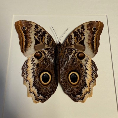 Yellow-edged giant owl butterfly - Caligo Atreus - Entomologic Frame