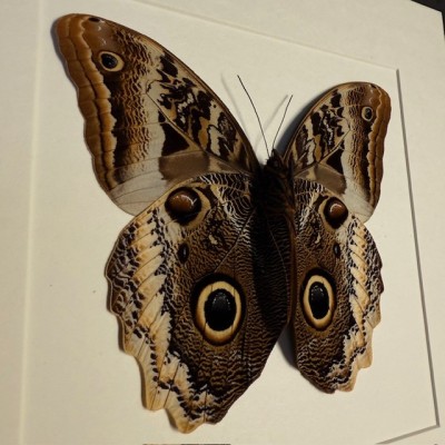 Papillon Hibou géant à bords jaunes - Caligo atreus -Cadre entomologie