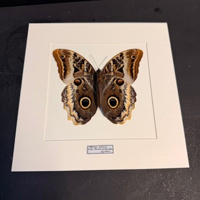 Yellow-edged giant owl butterfly - Caligo Atreus - Entomologic Frame