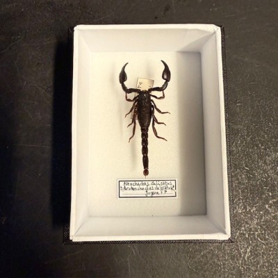 Entomological box - Neochactas delicatus scorpion