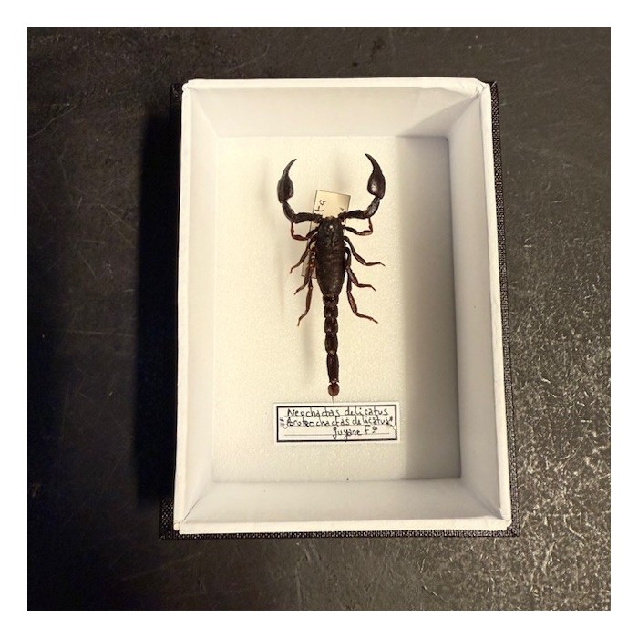 Entomological box - Neochactas delicatus scorpion